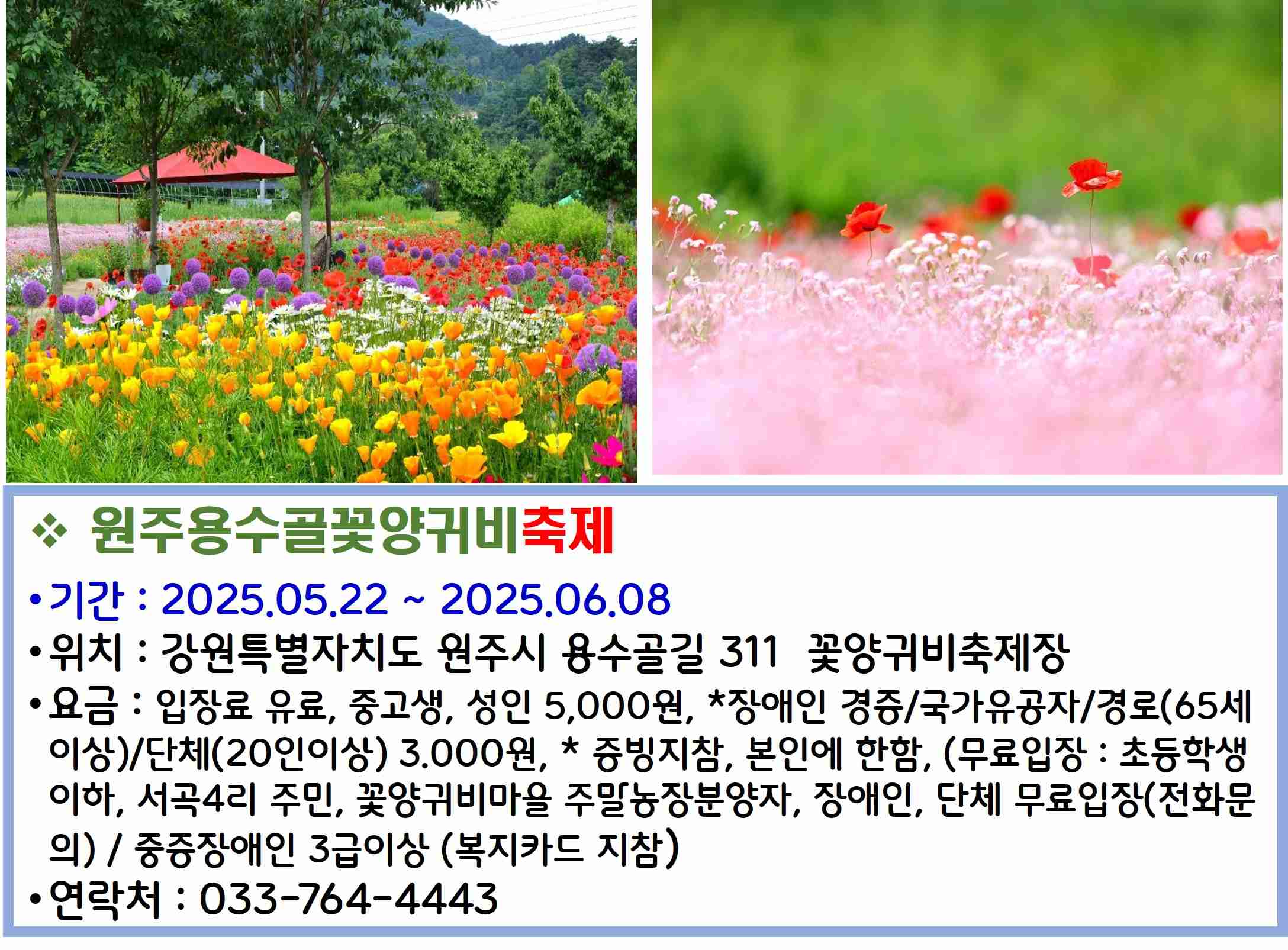 원주용수골꽃양귀비축제