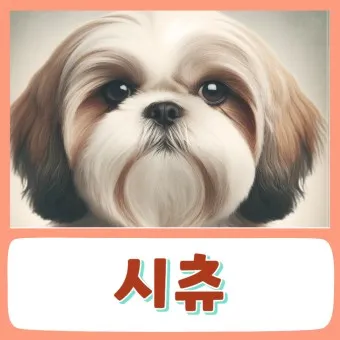 시츄 분양 가격 성격 장단점_24