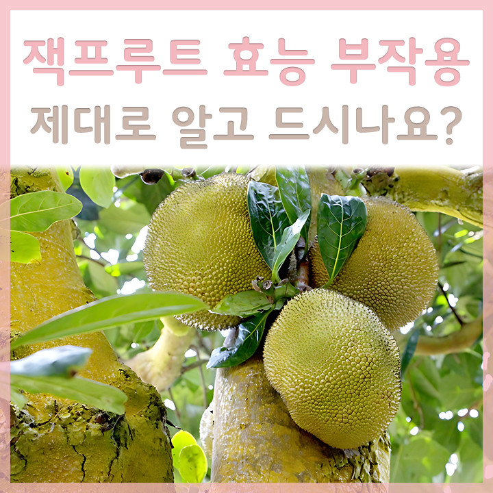 잭프루트