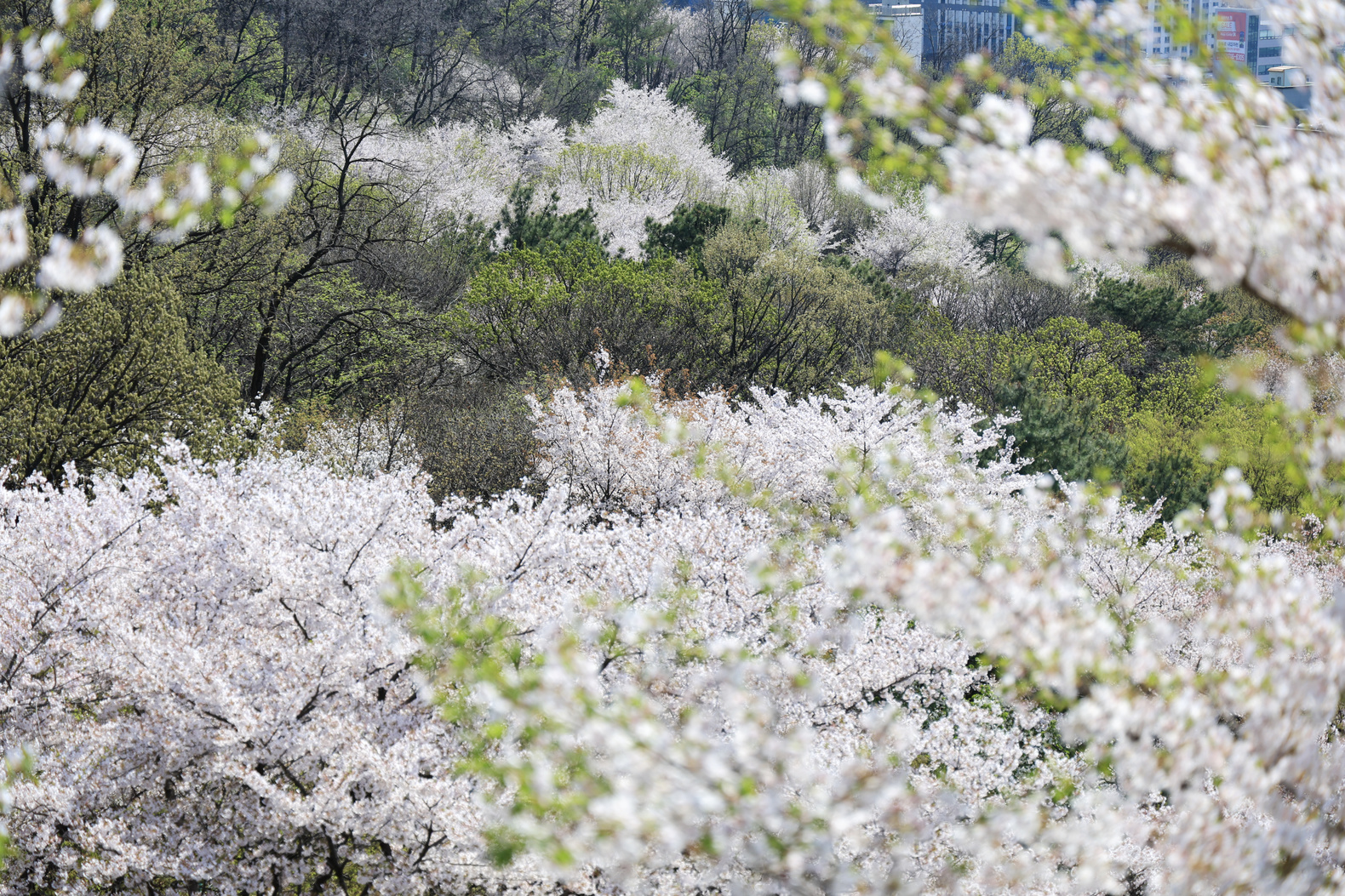도당산 벚꽃축제 9