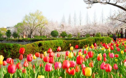 4월 말이지만 봄 꽃 볼 수 있습니다.