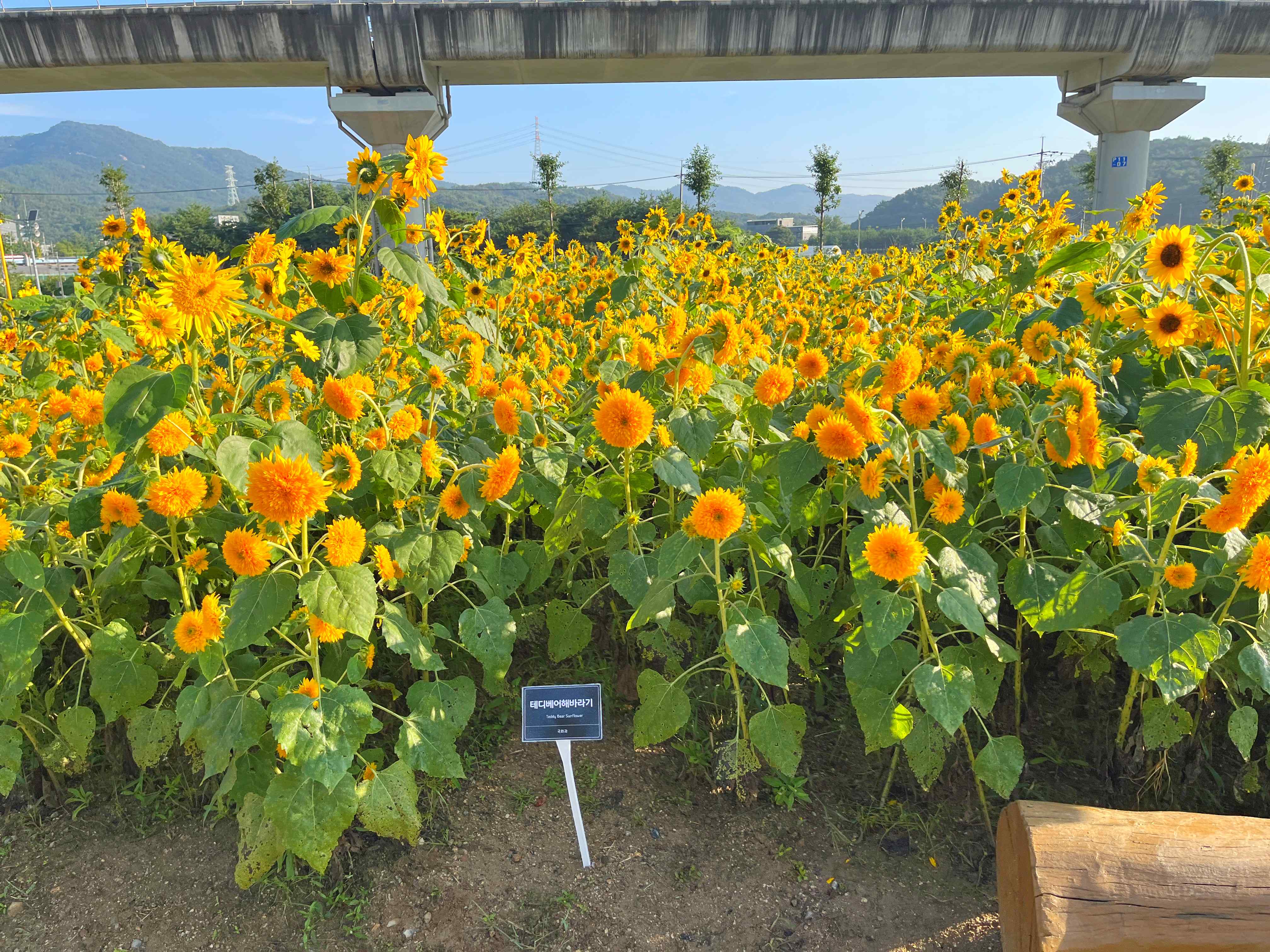 신곡새빛정원 해바라기