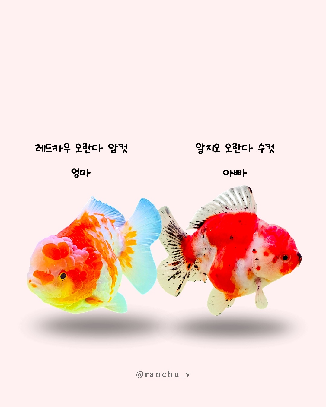 금붕어키우기