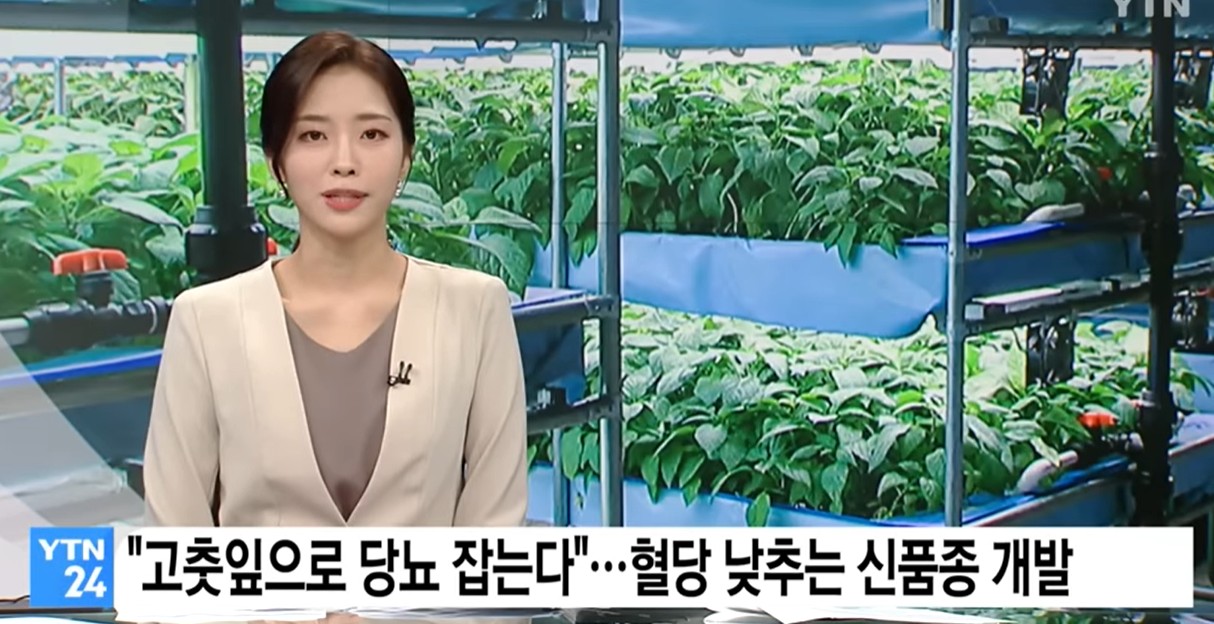 살라초 고춧잎 당뇨