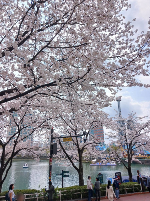 석촌호수 서호로 내려가다