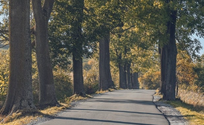 자연휴양림의 숲길