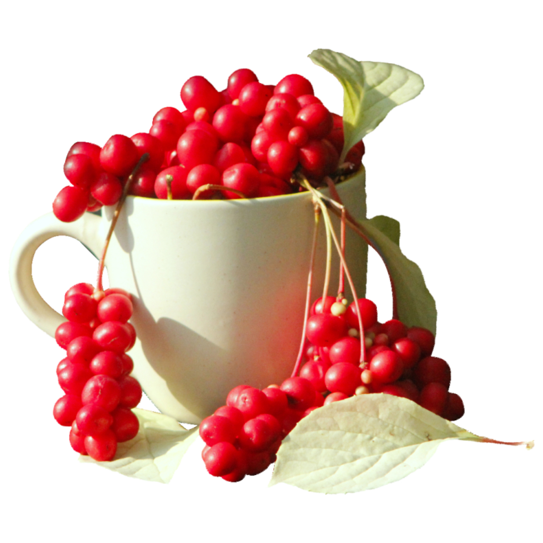 오미자와 관련된 사진입니다.