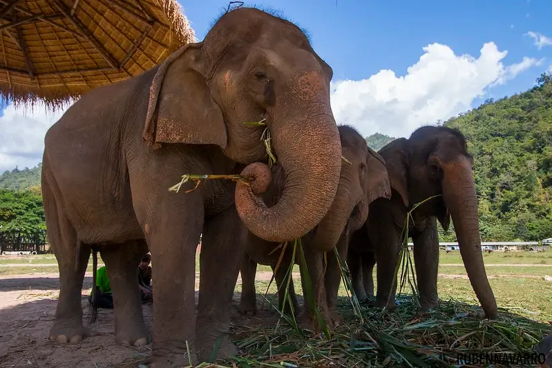 치앙마이-가기-좋은-시기