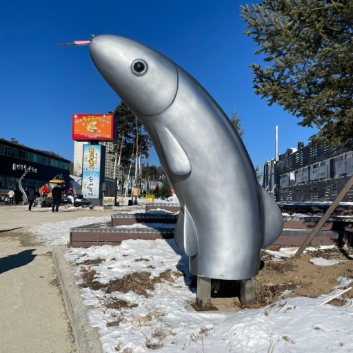 평창 송어 축제