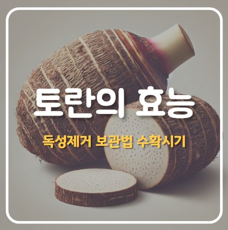 토란의 효능
