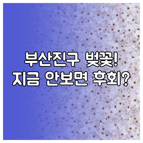 부산진구 벚꽃 개화 시기 예측과 명소..