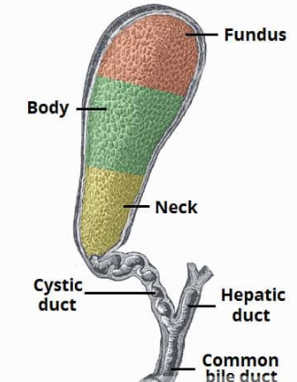 담낭 해부학 (GB anatomy )