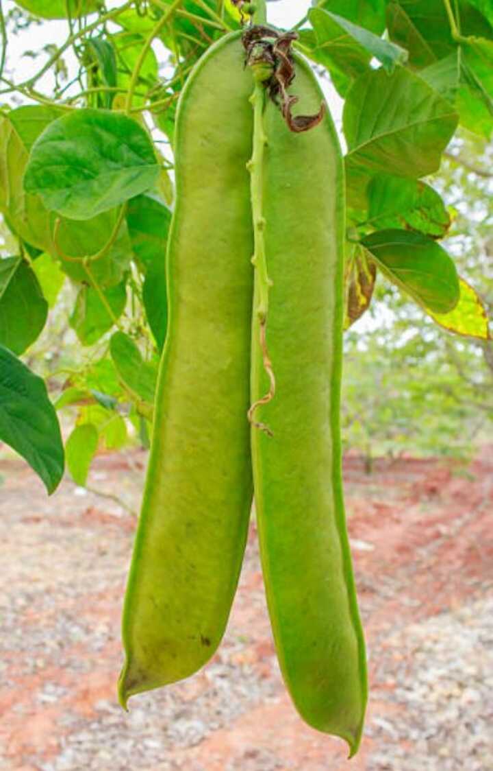 작두콩차 효능