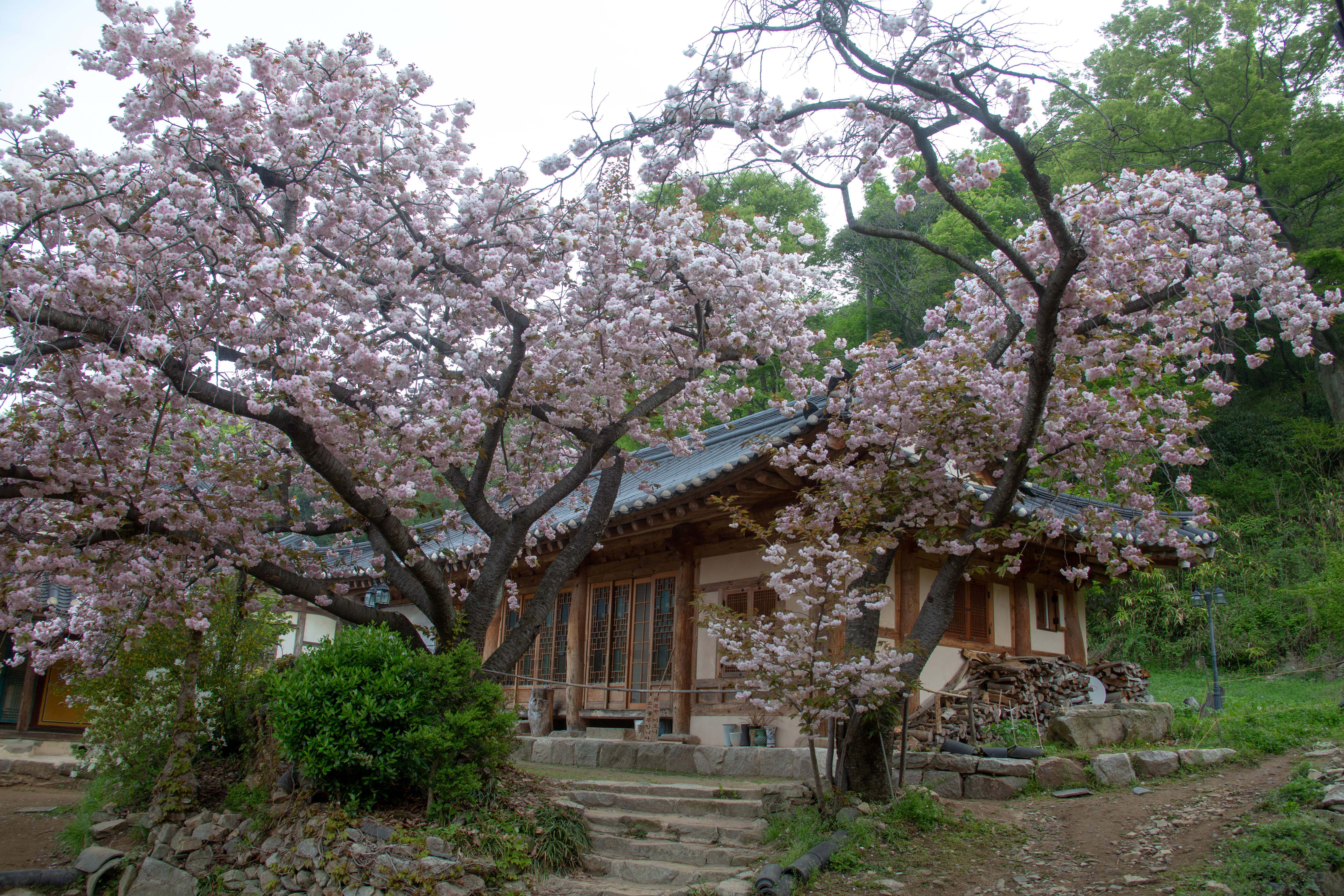 [4월 봄꽃 여행]서산 개심사 겹벚꽃&middot;청벚꽃 여행기❘벚꽃 개화 상황, 아직은 시작, 그러나 곧 절정