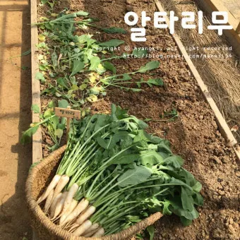 알타리무 재배 서늘한 기온 관리 연속 수확 물 주기_10