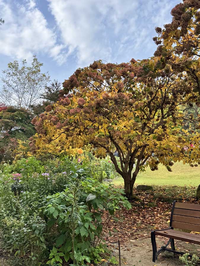 가을빛 가득한 아침고요수목원, 사진으로 담은 정원의 계절