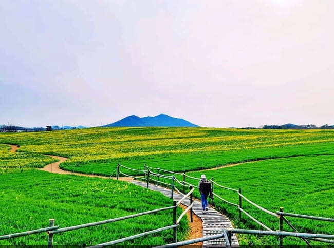 2024-고창-청보리밭-축제-일정,-기간,-장소,-길찾기,-숙소