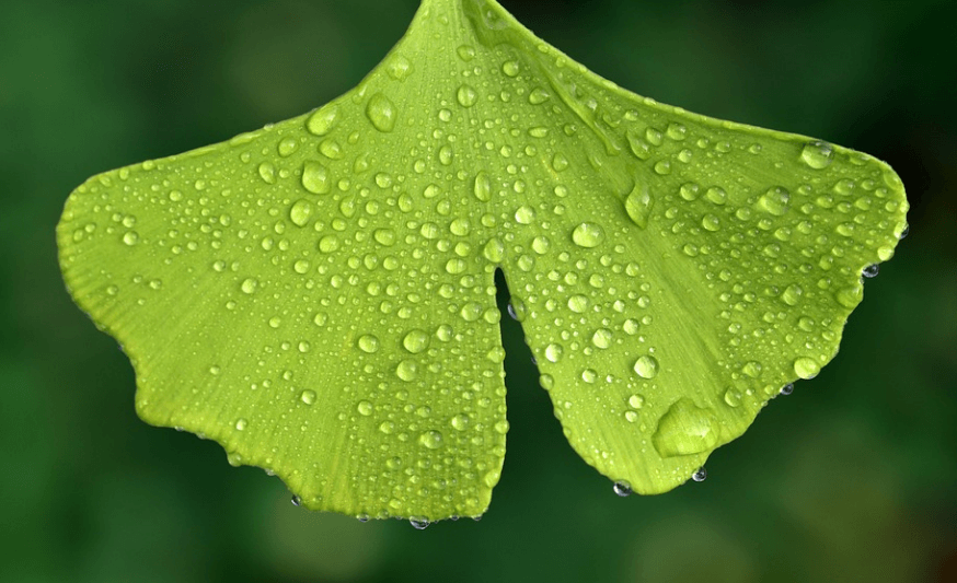 이석증에 좋은 음식 은행 잎에 물방울 맺혀 있다