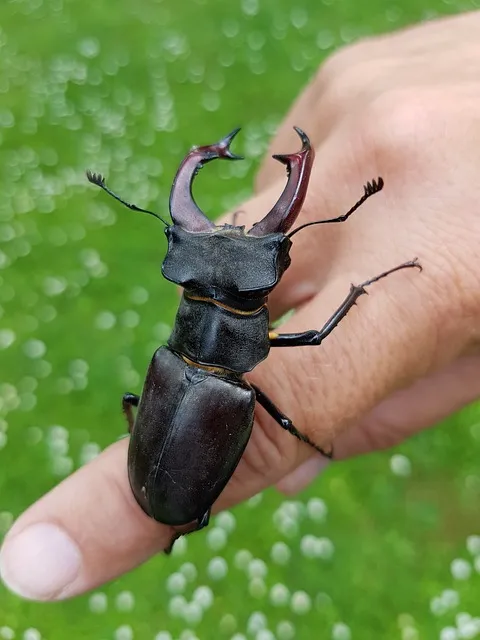 벌레가 음식을 먹는 꿈
