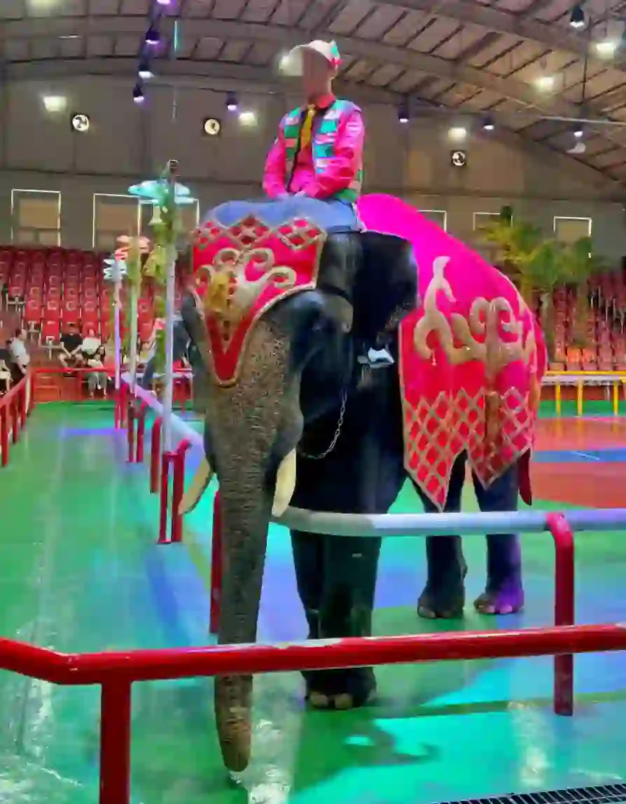 코끼리가 관람객에게 인사를 해줍니다.