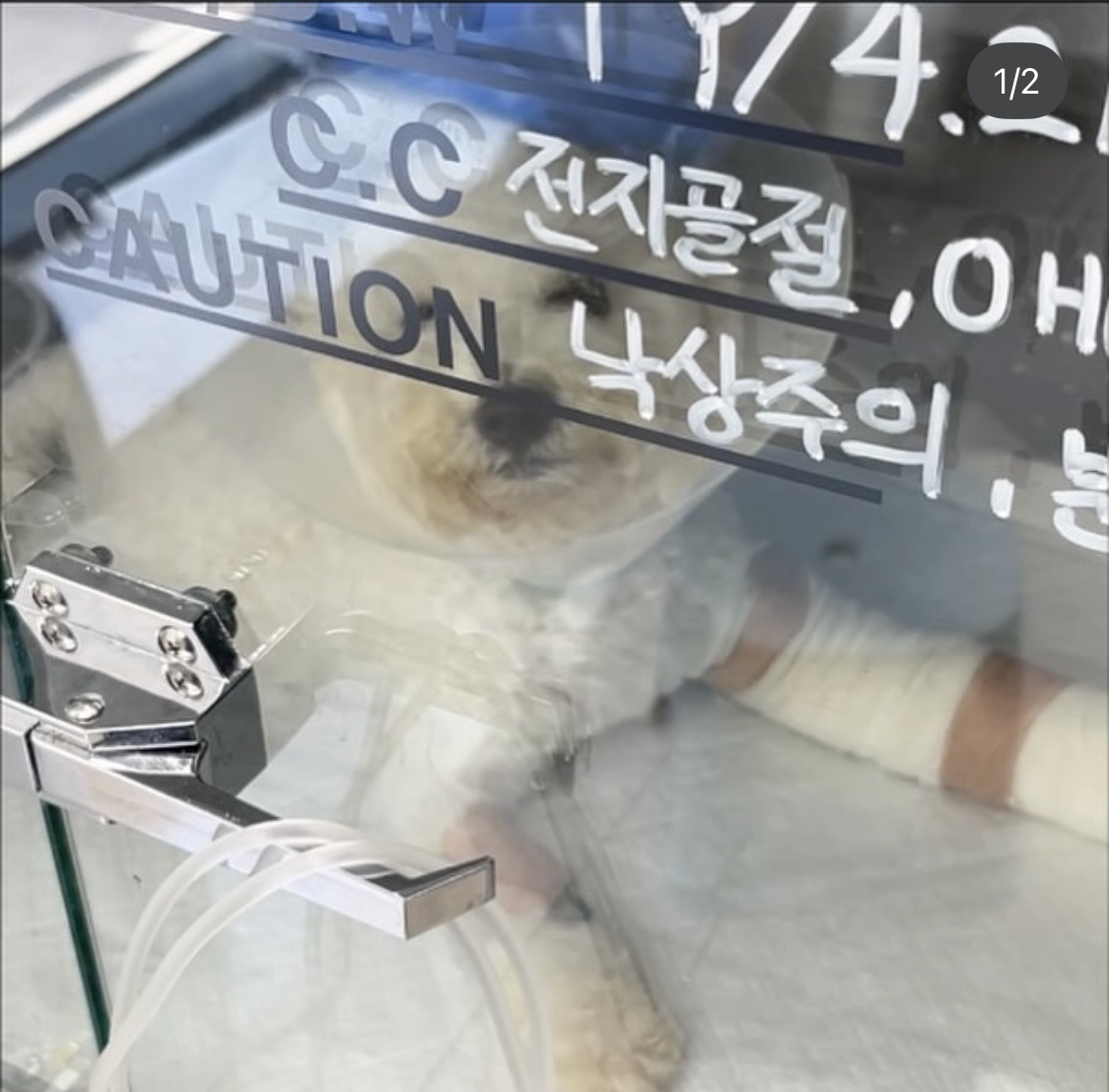 강아지한테 간택 당한 썰 -2 : 강아지 골절 수술-루시드동물메디컬센터 동대문점 후기 포스트 썸네일