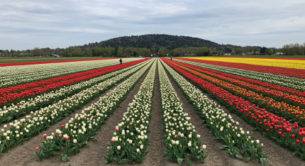 보롬왓 튤립축제