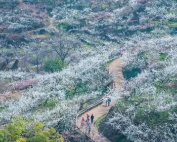 광양 매화축제_8