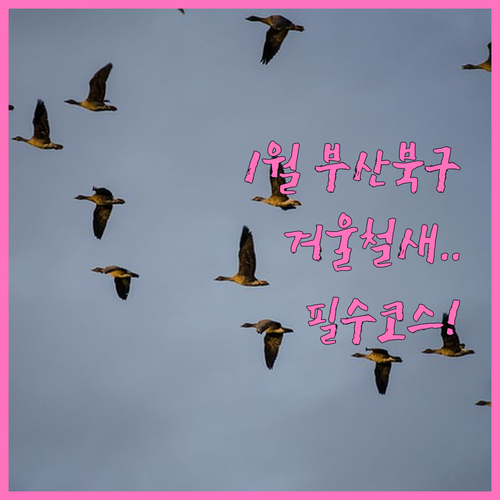 1월 부산 북구 가볼만한곳과 겨울 철..