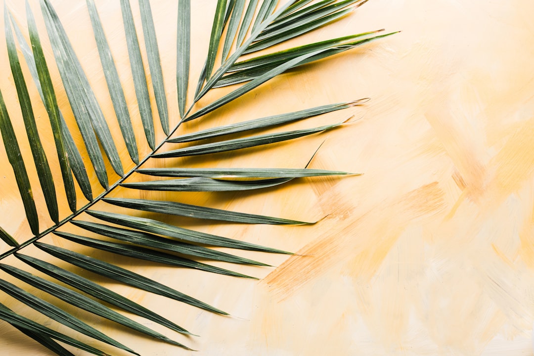 Palm
