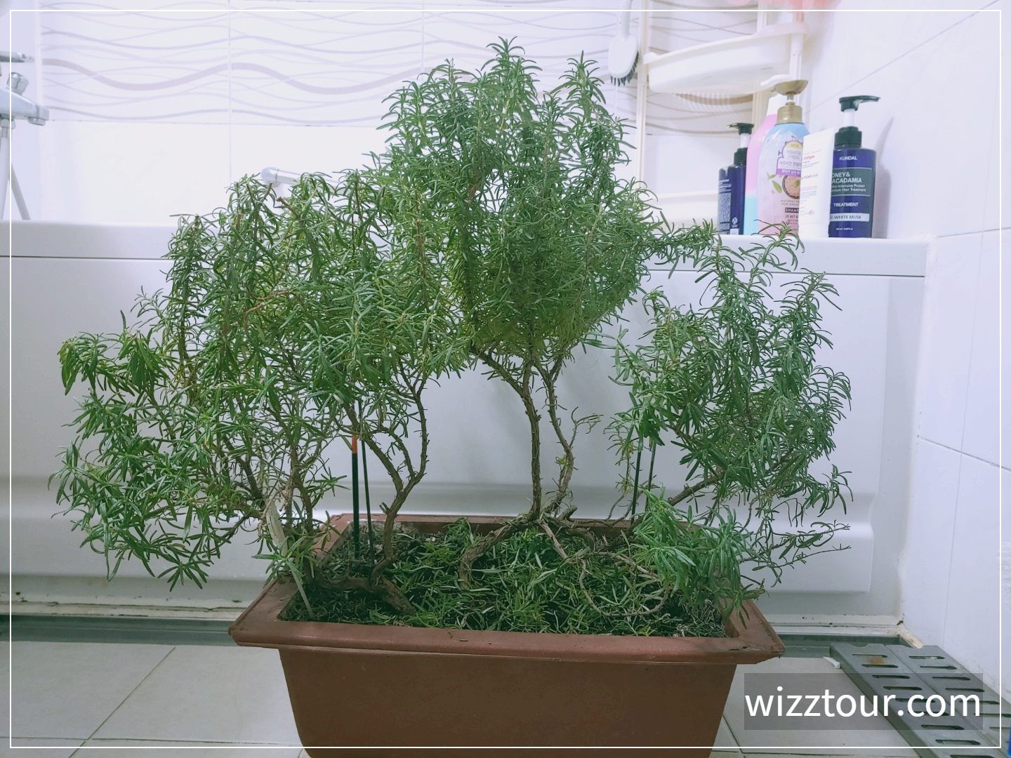 로즈마리 분재 모양