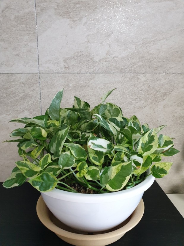 집 안에서 키우기 쉬운 식물로 사랑 받는 스킨답서스