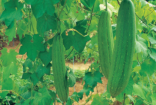 수세미박 효능 및 부작용