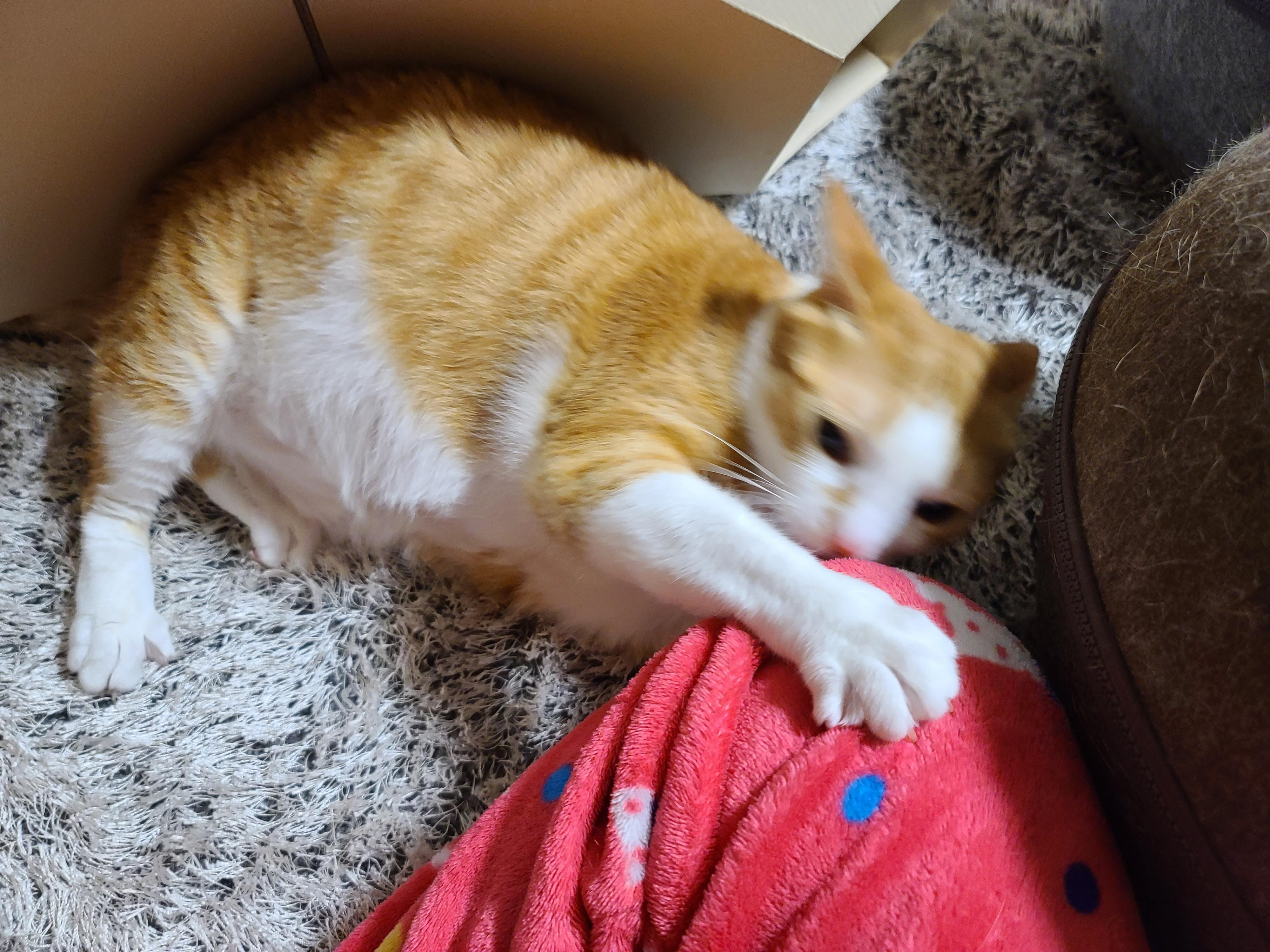 고양이 장난감 오뎅꼬치로 캣미로에서 노는 고양이들.