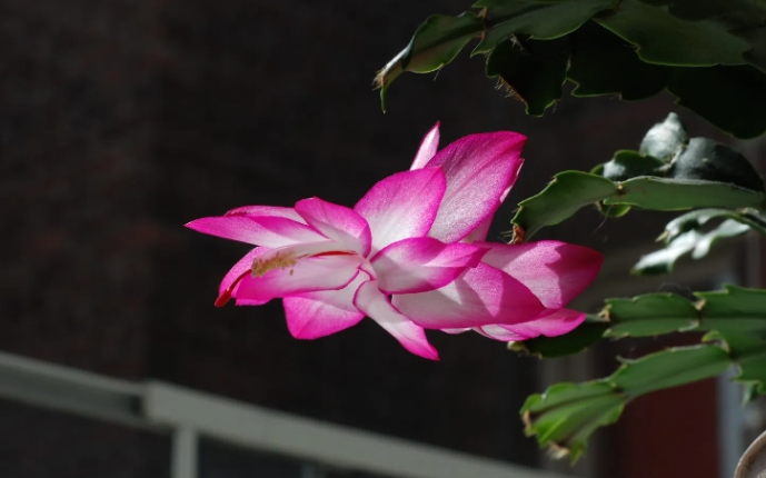 게발 선인장 키우는 방법과 분갈이 하는 방법 사진3