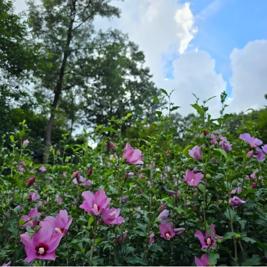 화담숲 가을 단충축제 사전예약 오픈