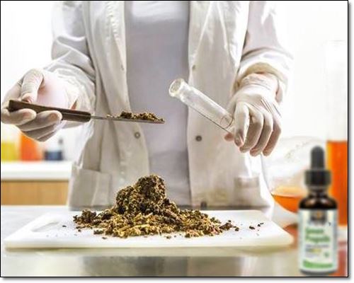 브라질그린프로폴리스 유래