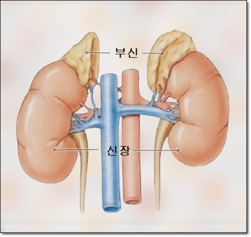신장과 부신 사진