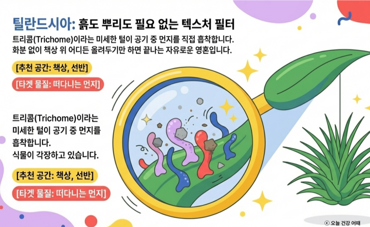 틸란드시아 효과