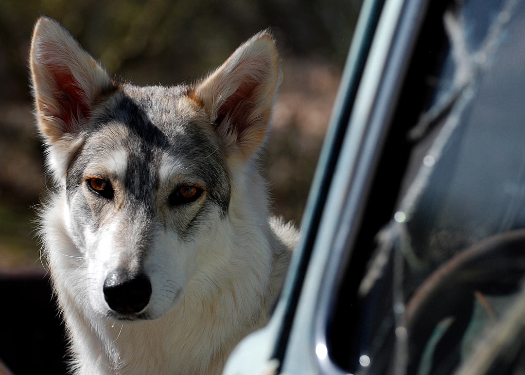 Howl