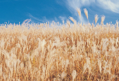 2024년 서울 억새 축제 일정