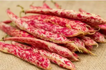 호랑이콩 효능 및 영양성분, 가격