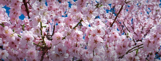 벚꽃·단풍 개화 시기 변천사 – 최근 10년간 얼마나 빨라졌는지