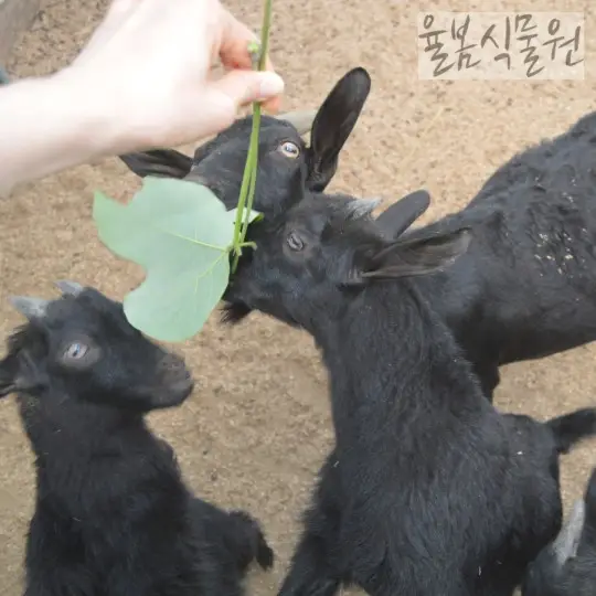 율봄식물원 봉선화시즌 흑염소 먹이주기