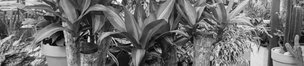 행운목 꽃말 = 약속을 실행하다