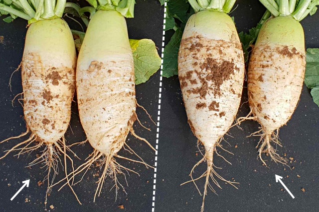 맛있는 무 고르는 법, 바람든 무 구별법, 깍두기 김장 김치, 생활 팁줌 매일꿀정보