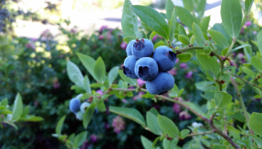 블루베리의 항산화 효과 검증