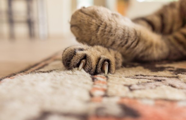 손톱이 나온 고양이.