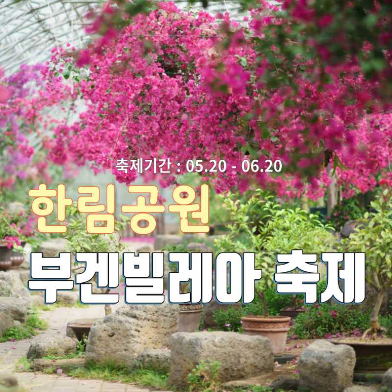 한림공원 부겐빌레아 축제