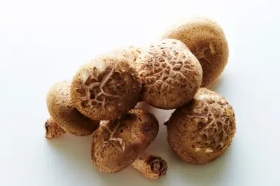 표고버섯 효능과 영양성분