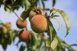 복숭아 보관방법